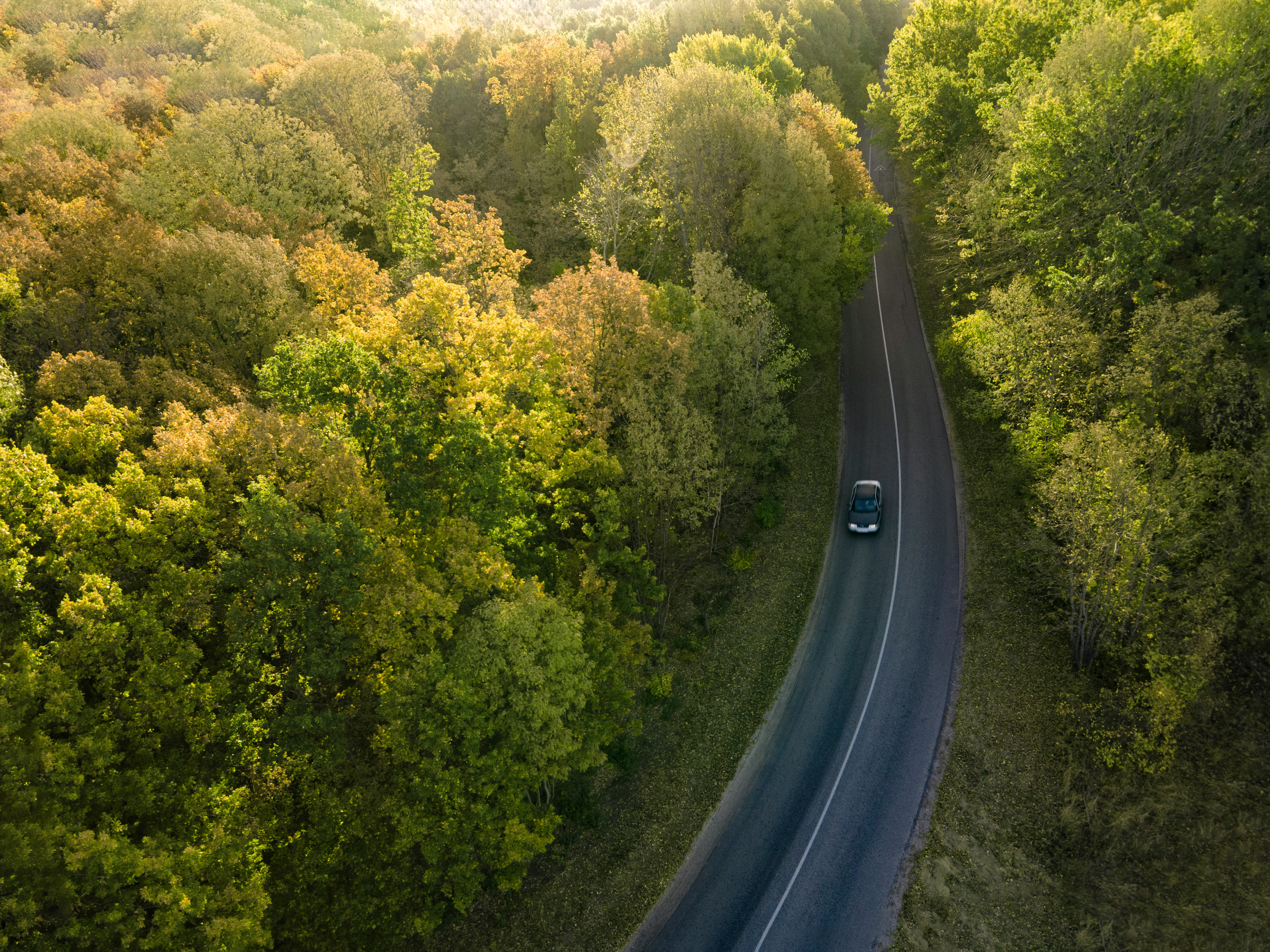 aerial view of a road surrounded by trees (1)